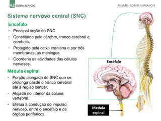 4.2 SISTEMA NERVOSO MISSÃO: CORPO HUMANO 9
Sistema nervoso central (SNC)
Encéfalo
Medula
espinal
Encéfalo
• Principal órgão do SNC.
• Constituído pelo cérebro, tronco cerebral e
cerebelo.
• Protegido pela caixa craniana e por três
membranas, as meninges.
• Coordena as atividades das células
nervosas.
Medula espinal
• Porção alongada do SNC que se
prolonga desde o tranco cerebral
até à região lombar.
• Alojada no interior da coluna
vertebral.
• Efetua a condução do impulso
nervoso, entre o encéfalo e os
órgãos periféricos.
 