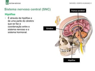 4.2 SISTEMA NERVOSO MISSÃO: CORPO HUMANO 9
Sistema nervoso central (SNC)
Cérebro
Hipófise
• É através da hipófise e
de uma parte do cérebro
que se faz a
coordenação entre o
sistema nervoso e o
sistema hormonal.
Tronco cerebral
Hipófise
 