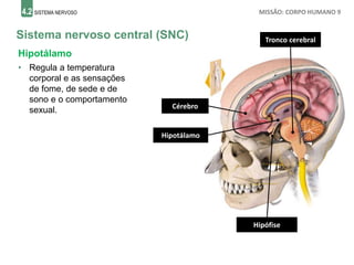 4.2 SISTEMA NERVOSO MISSÃO: CORPO HUMANO 9
Sistema nervoso central (SNC)
Cérebro
Hipotálamo
• Regula a temperatura
corporal e as sensações
de fome, de sede e de
sono e o comportamento
sexual.
Tronco cerebral
Hipófise
Hipotálamo
 