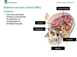 4.2 SISTEMA NERVOSO MISSÃO: CORPO HUMANO 9
Sistema nervoso central (SNC)
Cérebro
Cerebelo
• Tem como principais
funções a manutenção
do equilíbrio e a
coordenação da
atividade muscular.
Tronco cerebral
Hipófise
Hipotálamo
Cerebelo
 