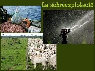 La sobreexplotació
 