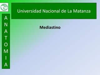 Universidad Nacional de La Matanza
A
N             Mediastino
A
T
O
M
I
A
 