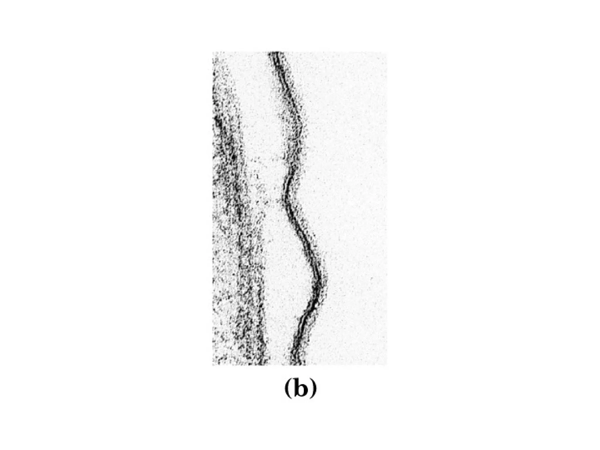 12 membranas biológicas y transporte