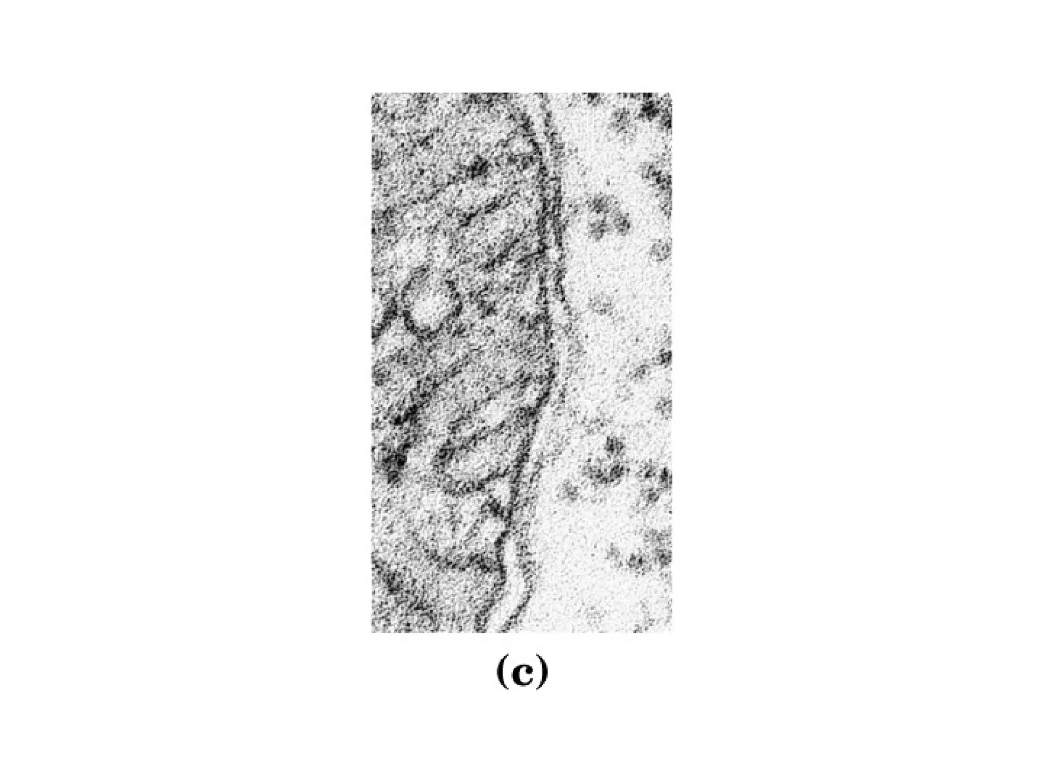 12 membranas biológicas y transporte