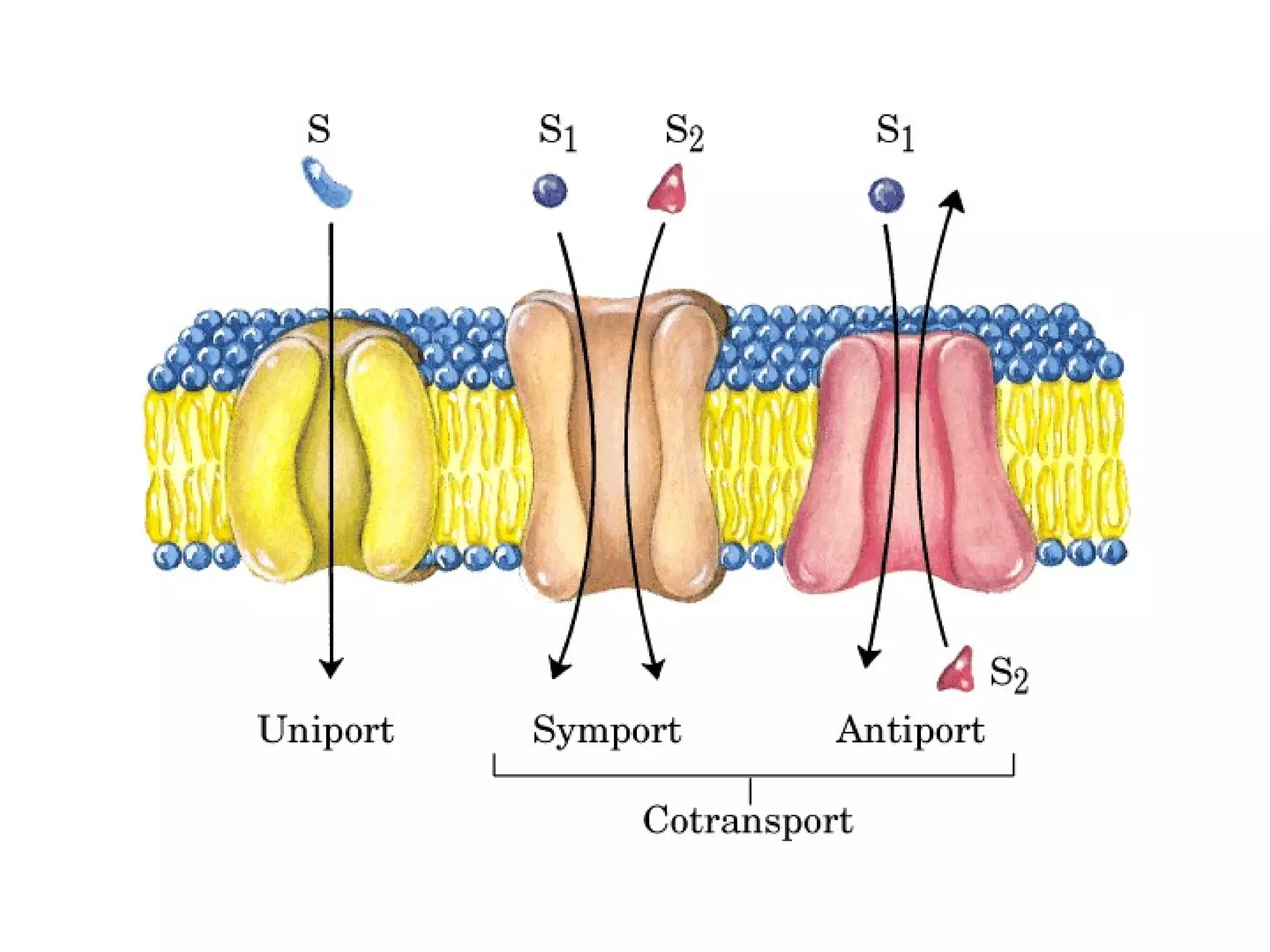 12 membranas biológicas y transporte