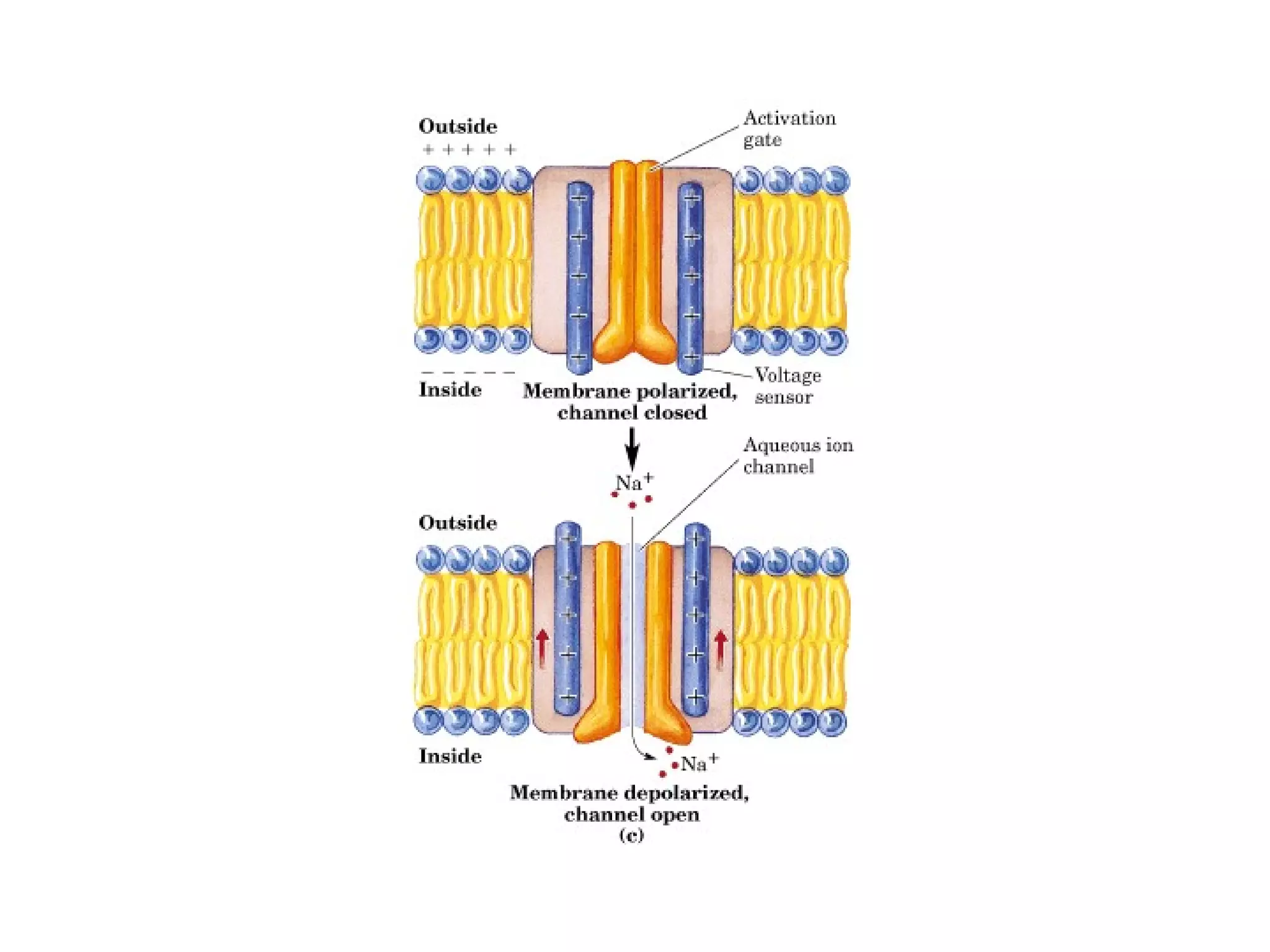 12 membranas biológicas y transporte