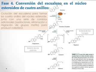 12 METABOLISMO DEL COLESTEROL-BIOQUIMICA II | PDF
