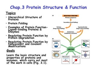 Chap.3 Protein Structure & Function
Topics
• Hierarchical Structure of
  Proteins
• Protein Folding
• Examples of Protein Function-
  Ligand-binding Proteins &
  Enzymes
• Regulating Protein Function by
  Protein Degradation
• Regulating Protein Function by
  Noncovalent and Covalent
  Modifications
Goals
Learn the basic structure and
properties of proteins and
enzymes, which carry out most
of the work in cells (Fig. 3.1).
 