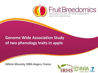 Genome Wide Association Study
of two phenology traits in apple
Hélène Muranty, INRA-Angers, France
 