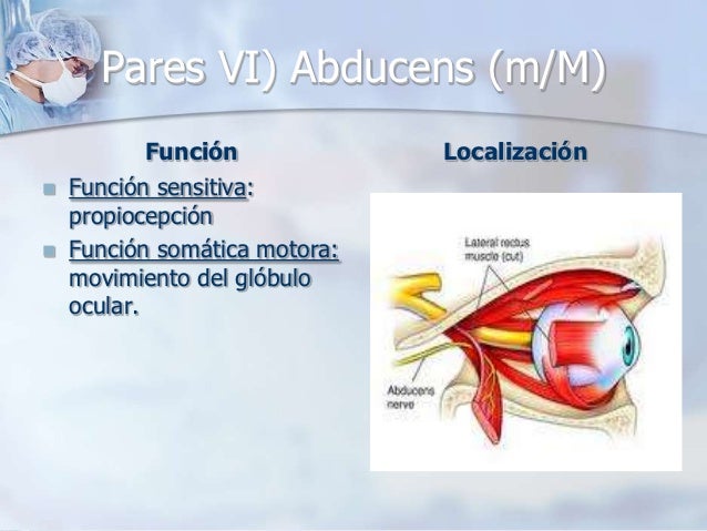 N.abducens