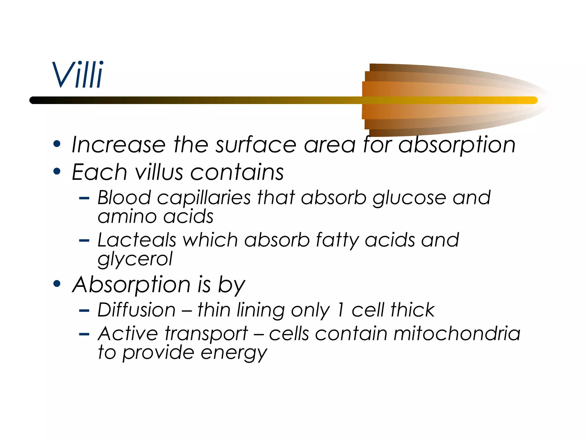 Villi
• Increase the surface area for absorption
• Each villus contains
– Blood capillaries that absorb glucose and
amino acids
– Lacteals which absorb fatty acids and
glycerol

• Absorption is by

– Diffusion – thin lining only 1 cell thick
– Active transport – cells contain mitochondria
to provide energy

 