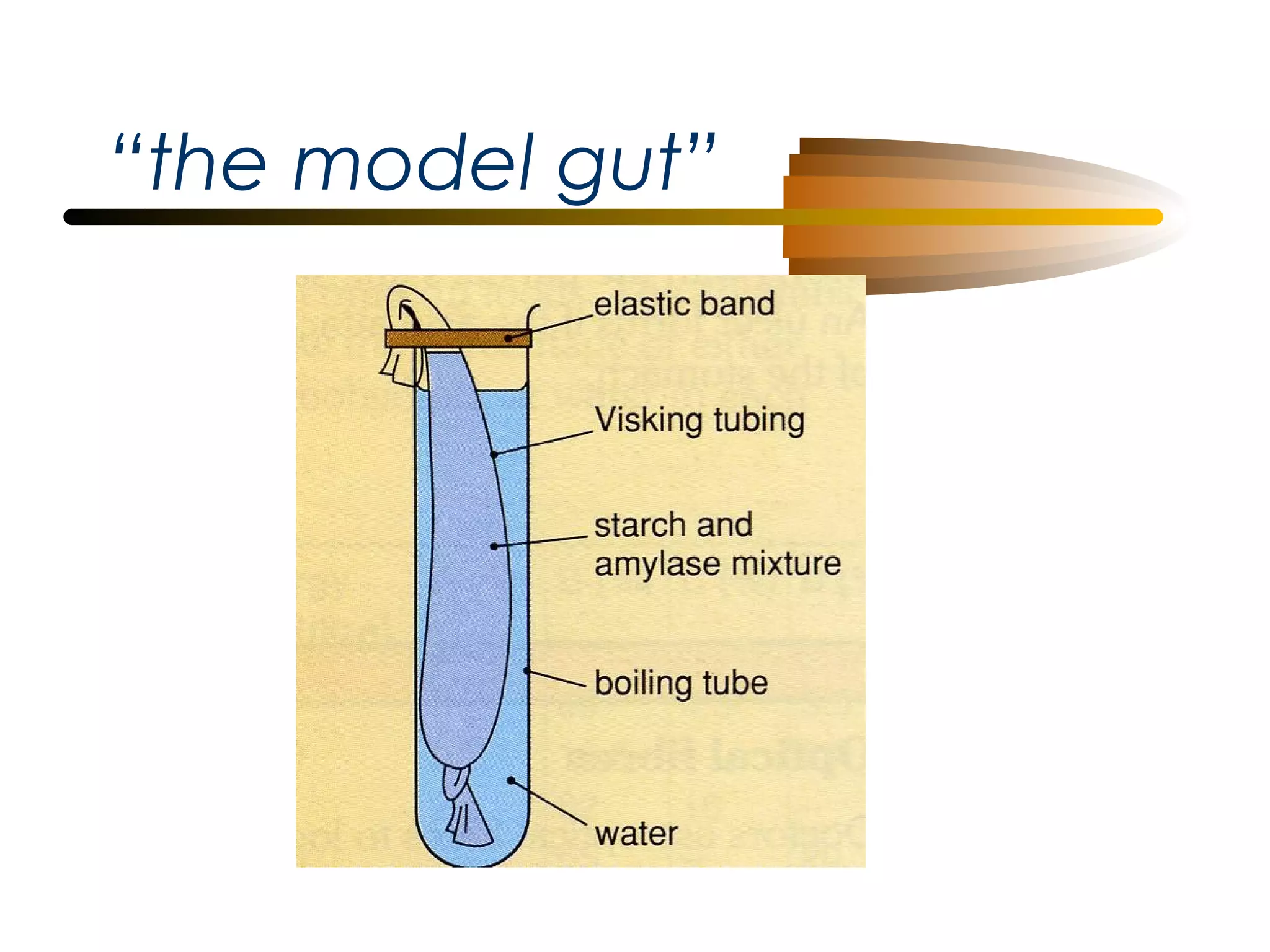 “the model gut”

 