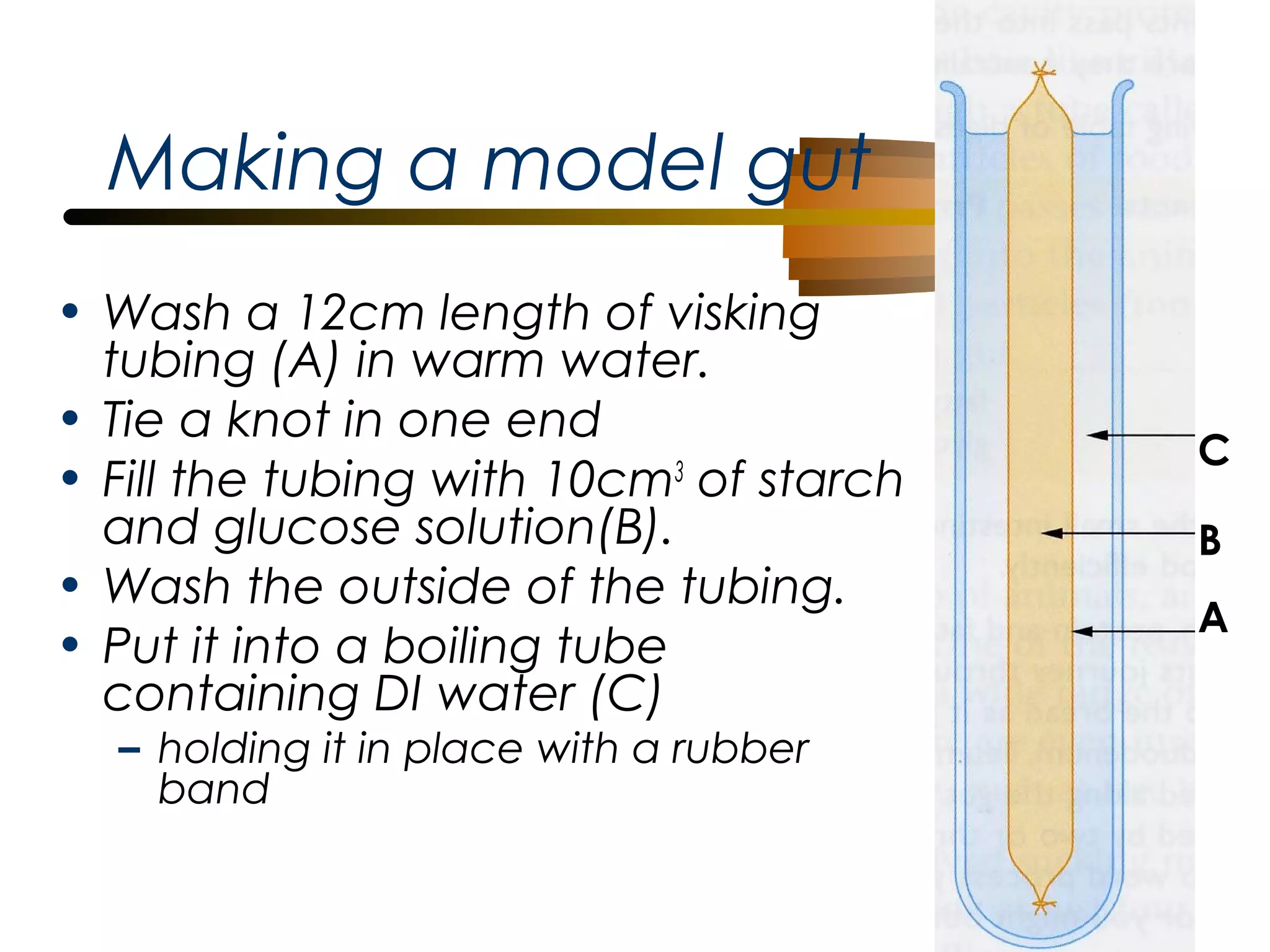Making a model gut
• Wash a 12cm length of visking
tubing (A) in warm water.
• Tie a knot in one end
• Fill the tubing with 10cm3 of starch
and glucose solution(B).
• Wash the outside of the tubing.
• Put it into a boiling tube
containing DI water (C)
– holding it in place with a rubber
band

C
B
A

 