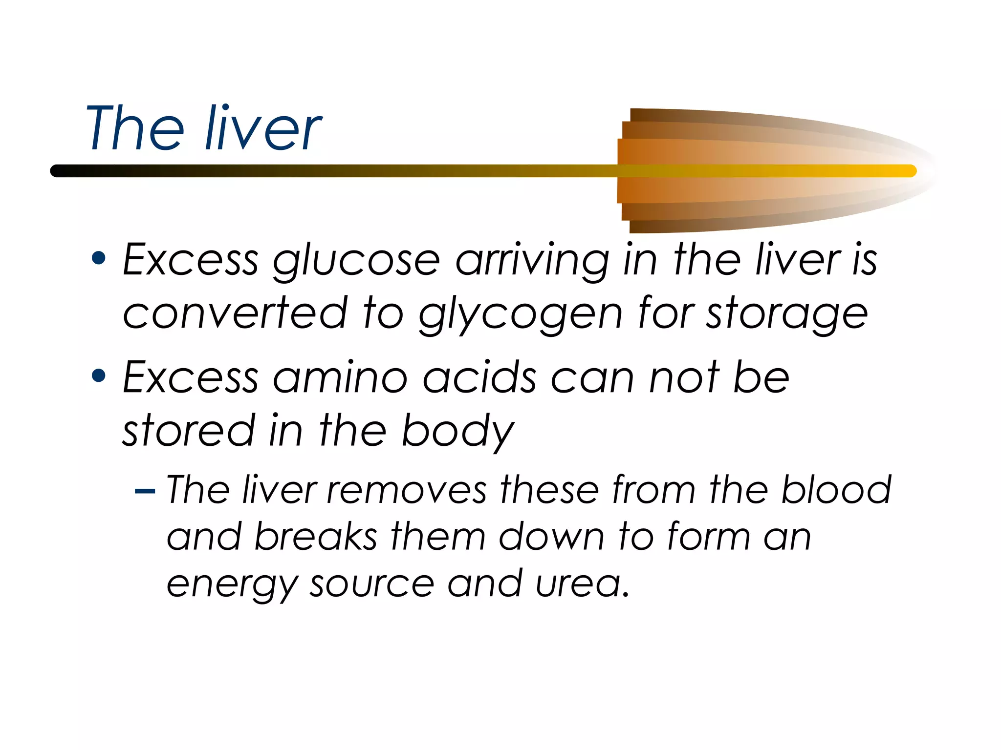 The liver
• Excess glucose arriving in the liver is
converted to glycogen for storage
• Excess amino acids can not be
stored in the body
– The liver removes these from the blood
and breaks them down to form an
energy source and urea.

 