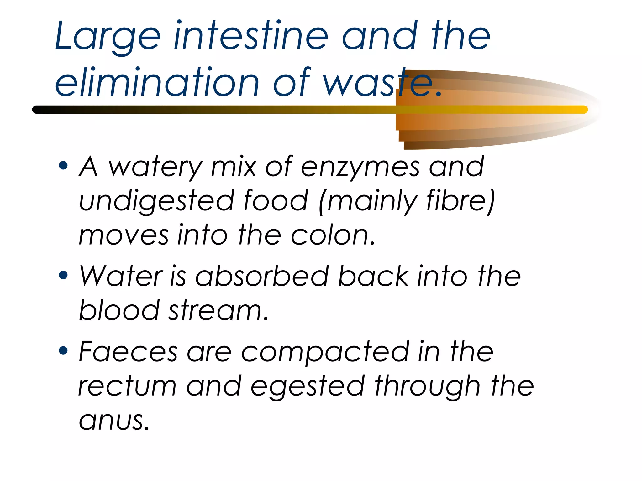 Large intestine and the
elimination of waste.
• A watery mix of enzymes and
undigested food (mainly fibre)
moves into the colon.
• Water is absorbed back into the
blood stream.
• Faeces are compacted in the
rectum and egested through the
anus.

 