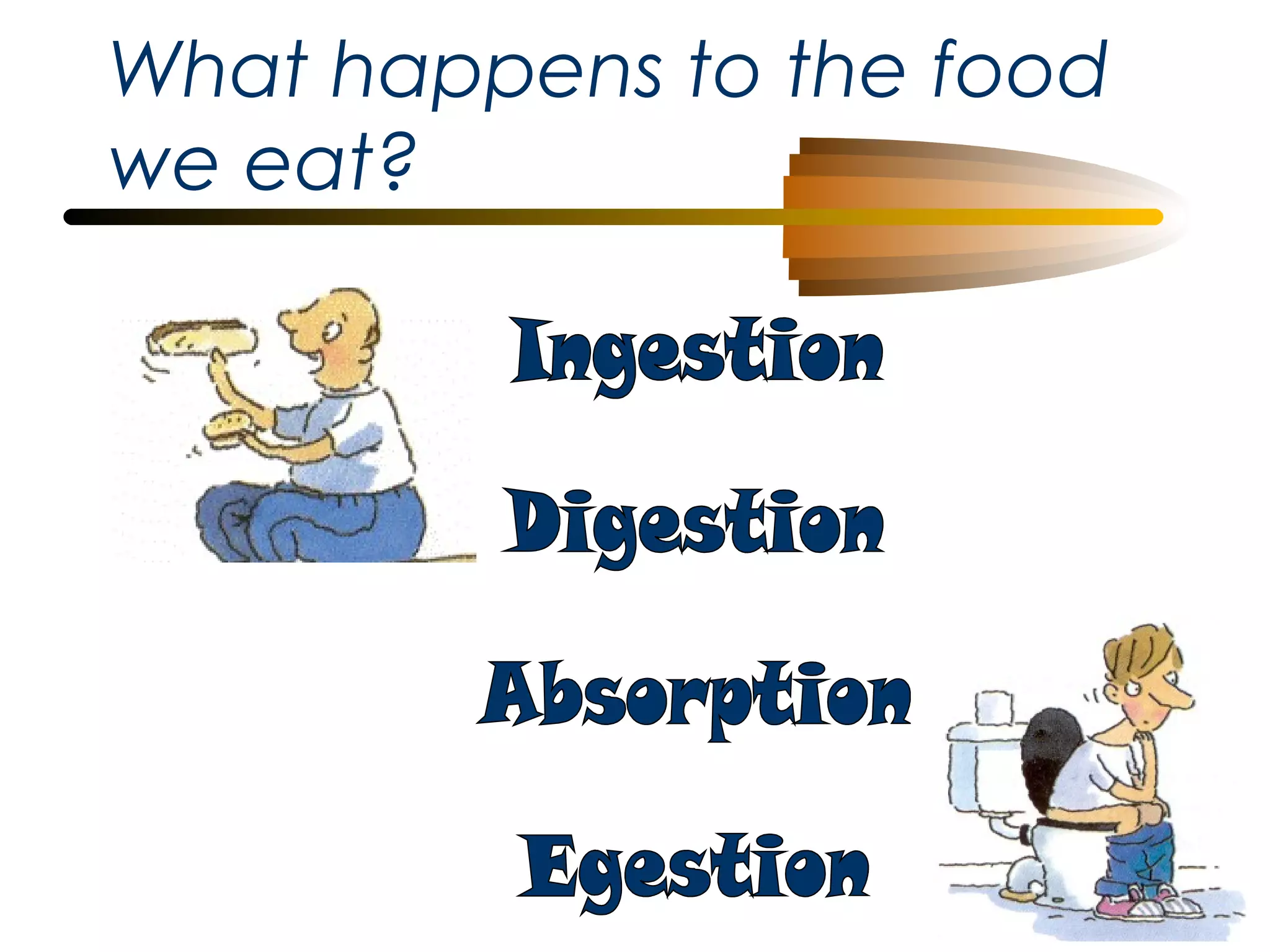 What happens to the food
we eat?

 