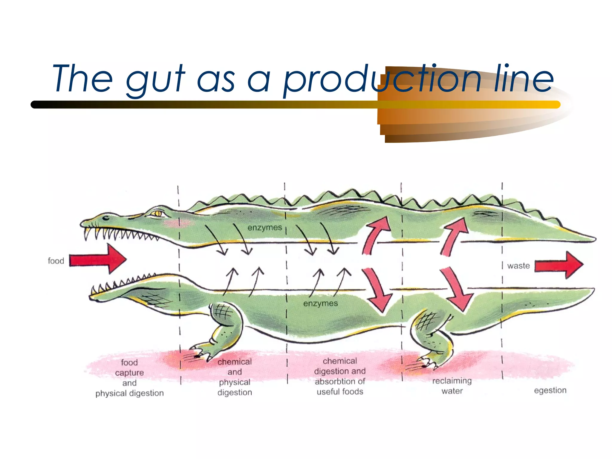 The gut as a production line

 