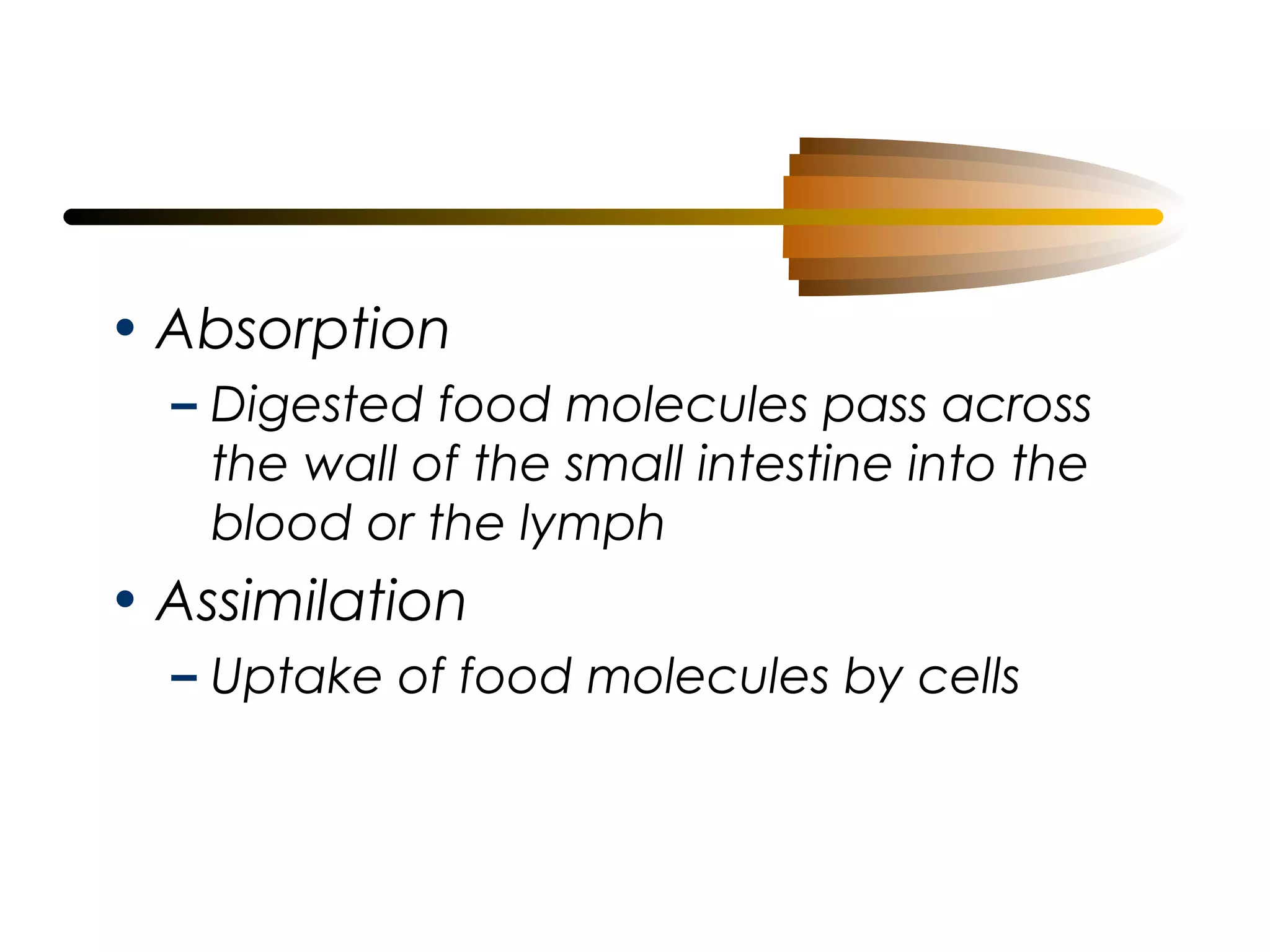 • Absorption
– Digested food molecules pass across
the wall of the small intestine into the
blood or the lymph

• Assimilation
– Uptake of food molecules by cells

 