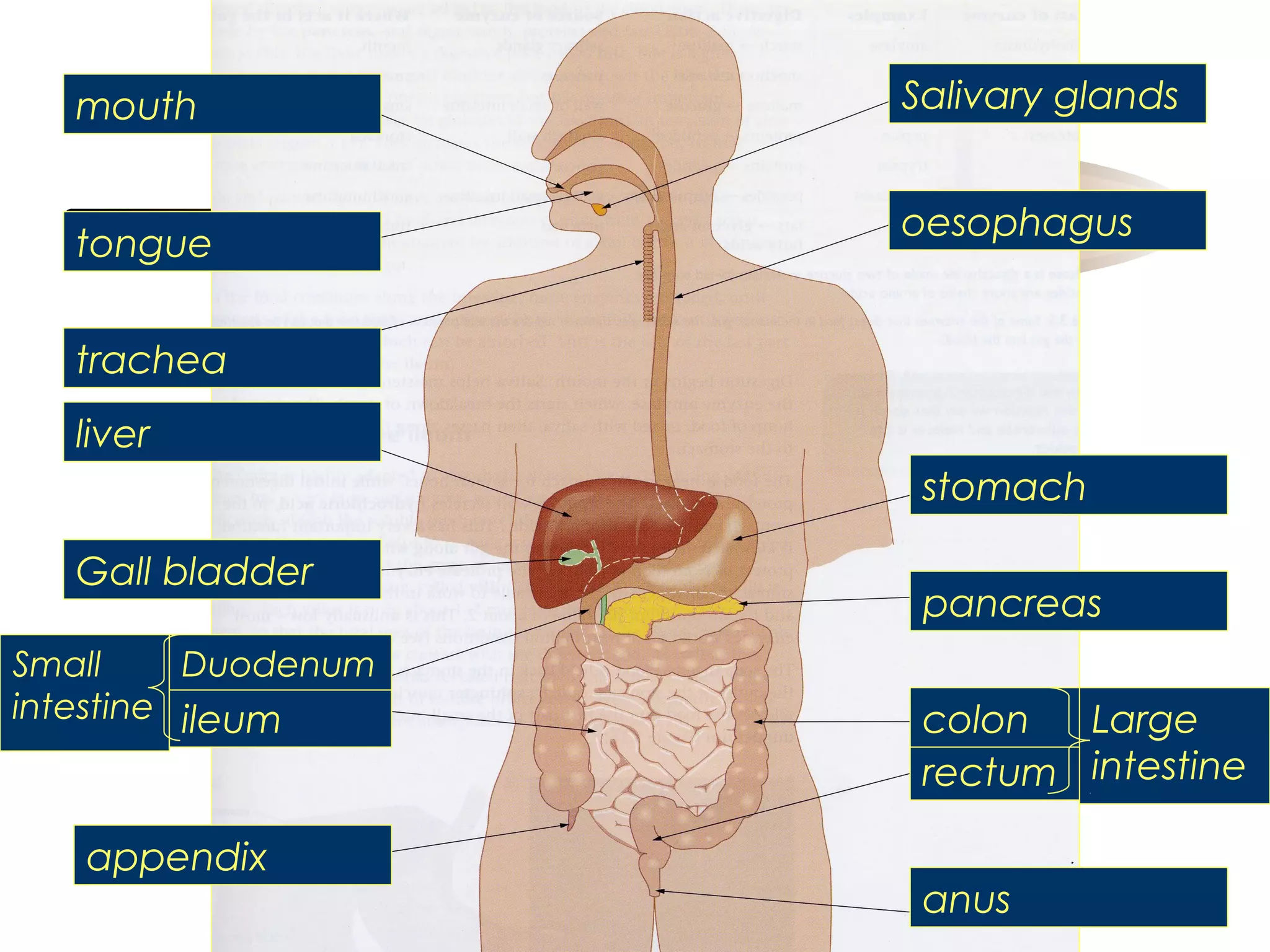 mouth
tongue

Salivary glands
oesophagus

trachea
liver
stomach
Gall bladder
Small
Duodenum
intestine ileum

appendix

pancreas
Large
colon
rectum intestine
anus

 