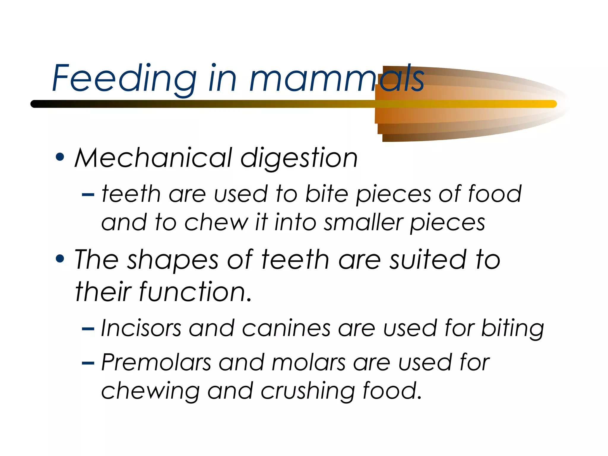 Feeding in mammals
• Mechanical digestion
– teeth are used to bite pieces of food
and to chew it into smaller pieces

• The shapes of teeth are suited to
their function.
– Incisors and canines are used for biting
– Premolars and molars are used for
chewing and crushing food.

 