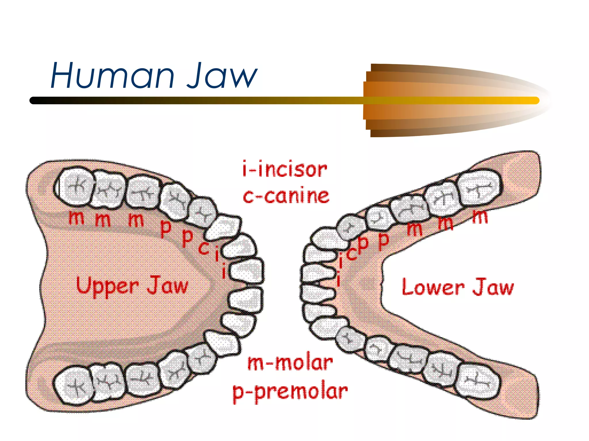 Human Jaw

 