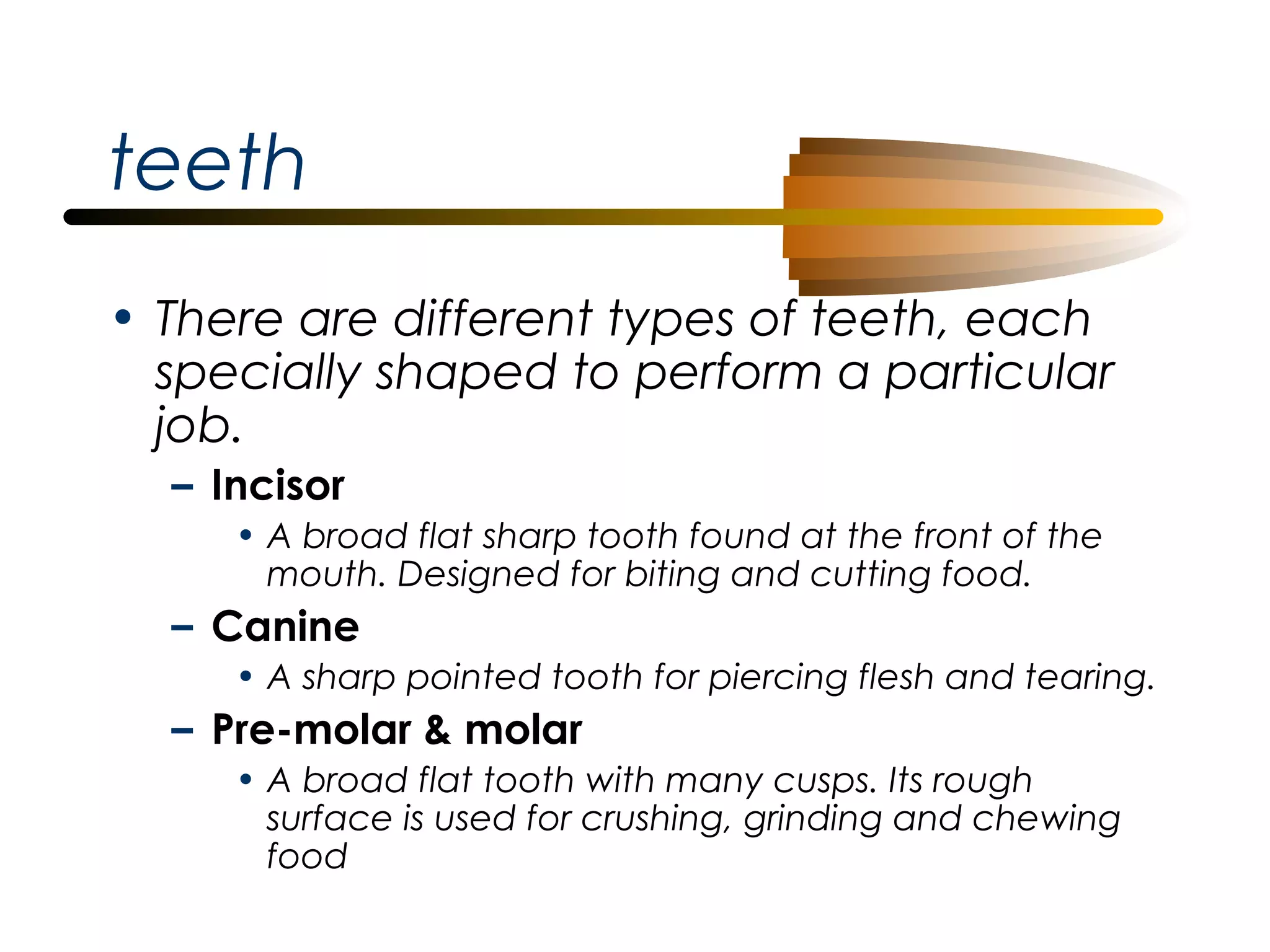 teeth
• There are different types of teeth, each
specially shaped to perform a particular
job.
– Incisor
• A broad flat sharp tooth found at the front of the
mouth. Designed for biting and cutting food.

– Canine
• A sharp pointed tooth for piercing flesh and tearing.

– Pre-molar & molar
• A broad flat tooth with many cusps. Its rough
surface is used for crushing, grinding and chewing
food

 