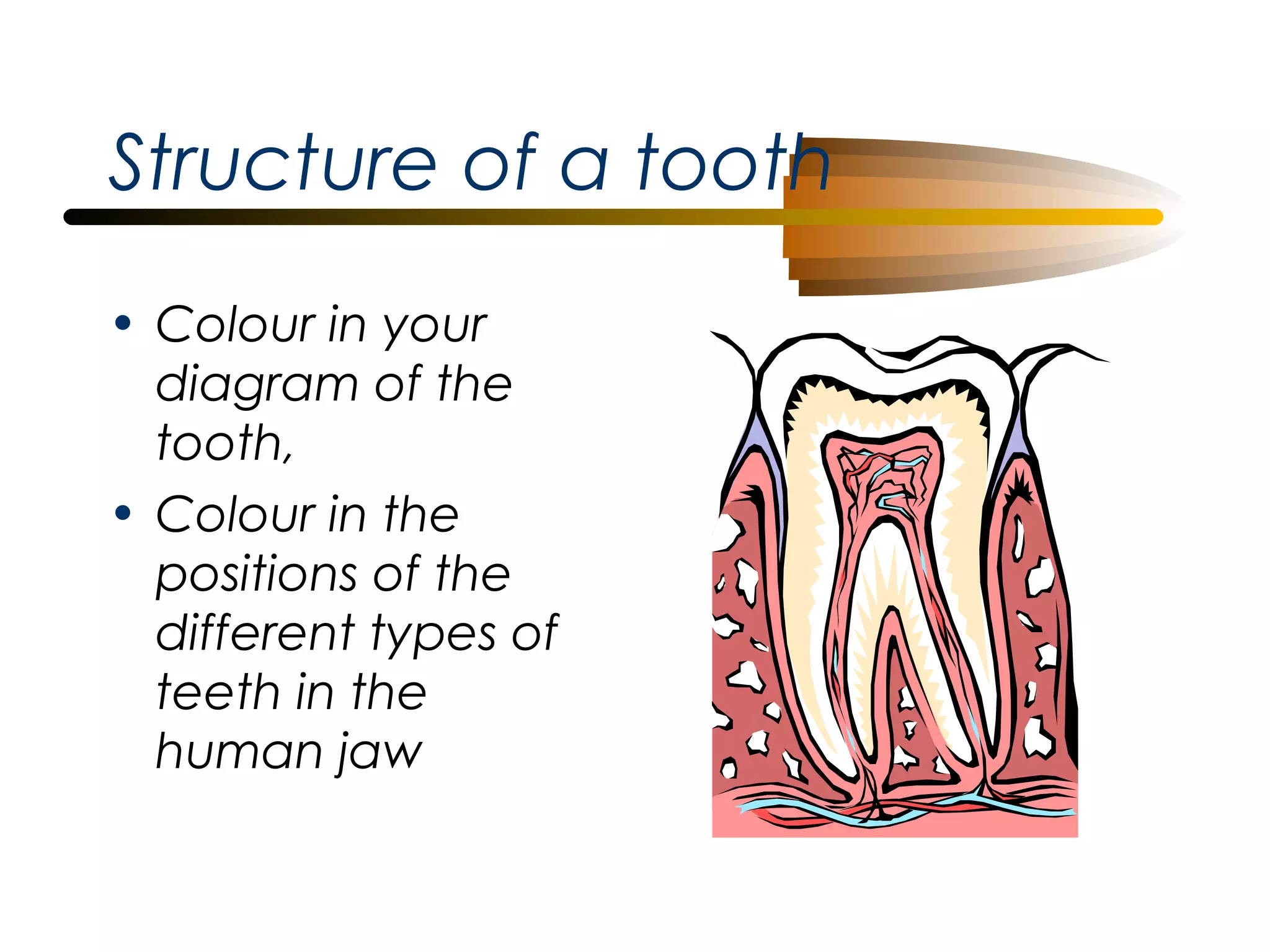 Structure of a tooth
• Colour in your
diagram of the
tooth,
• Colour in the
positions of the
different types of
teeth in the
human jaw

 