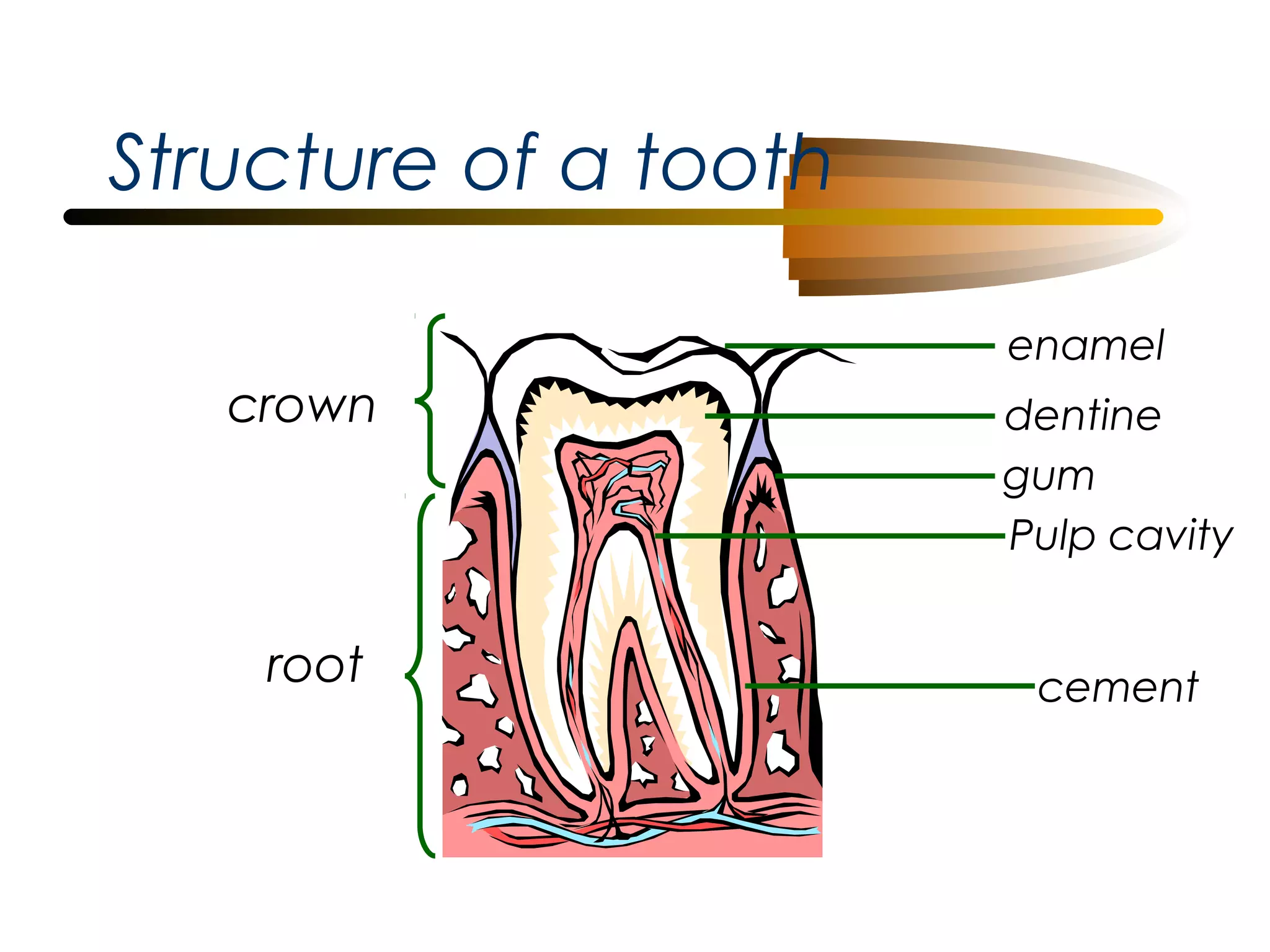 Structure of a tooth
enamel

crown

root

dentine
gum
Pulp cavity
cement

 