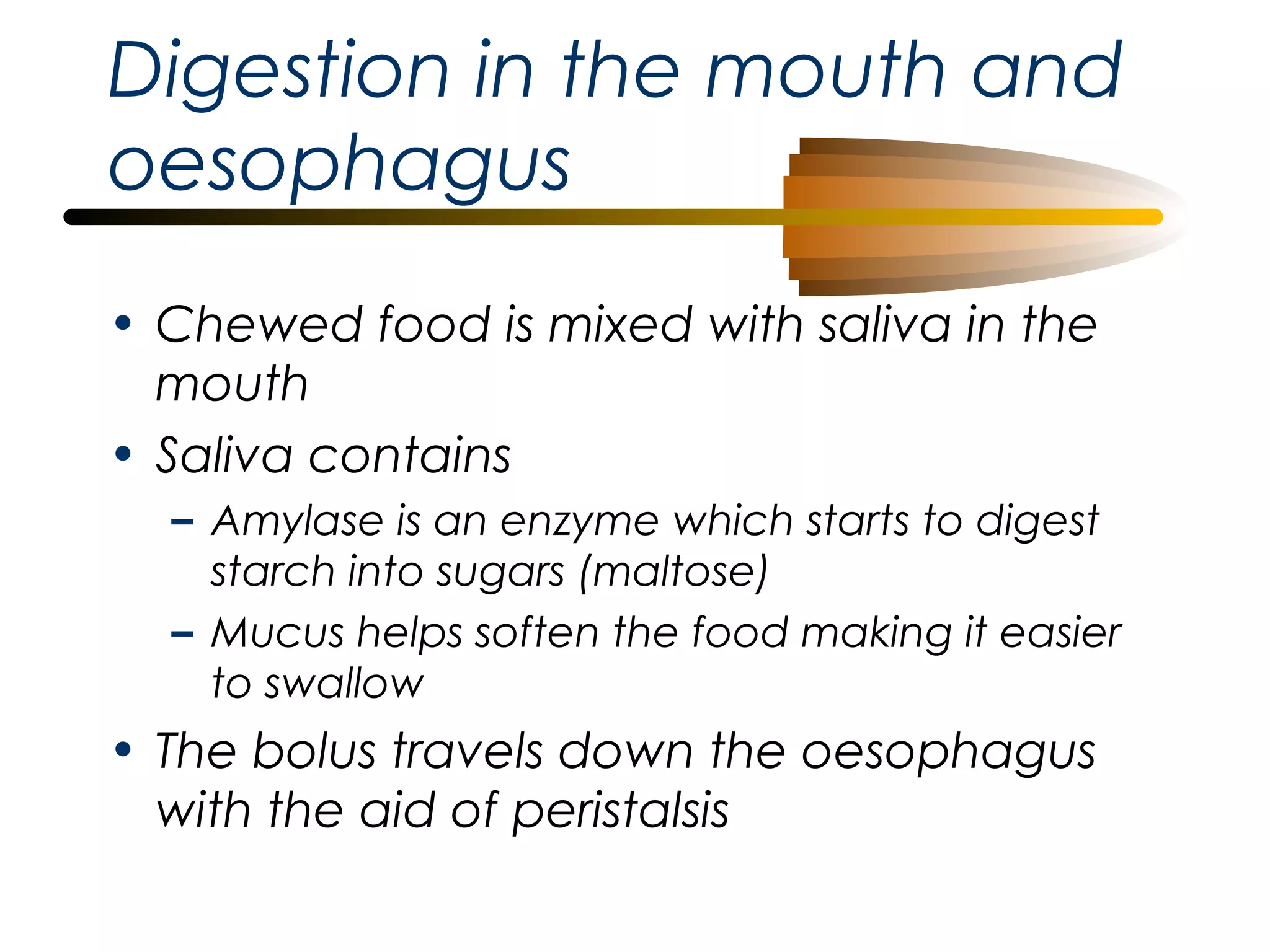 Digestion in the mouth and
oesophagus
• Chewed food is mixed with saliva in the
mouth
• Saliva contains
– Amylase is an enzyme which starts to digest
starch into sugars (maltose)
– Mucus helps soften the food making it easier
to swallow

• The bolus travels down the oesophagus
with the aid of peristalsis

 