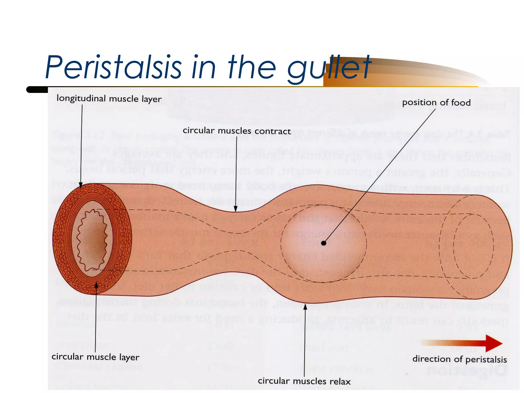 Peristalsis in the gullet

 