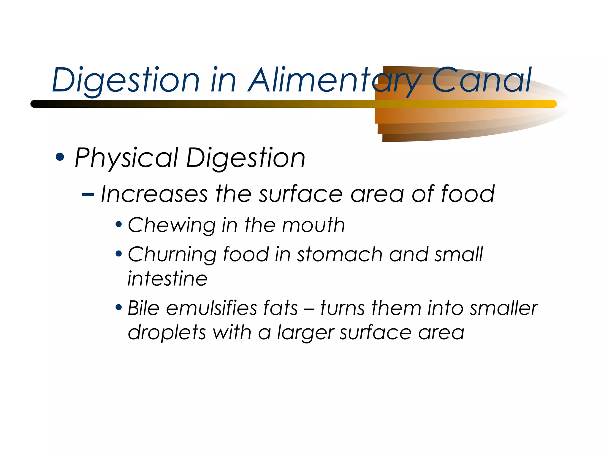 Digestion in Alimentary Canal
• Physical Digestion
– Increases the surface area of food
• Chewing in the mouth
• Churning food in stomach and small
intestine
• Bile emulsifies fats – turns them into smaller
droplets with a larger surface area

 