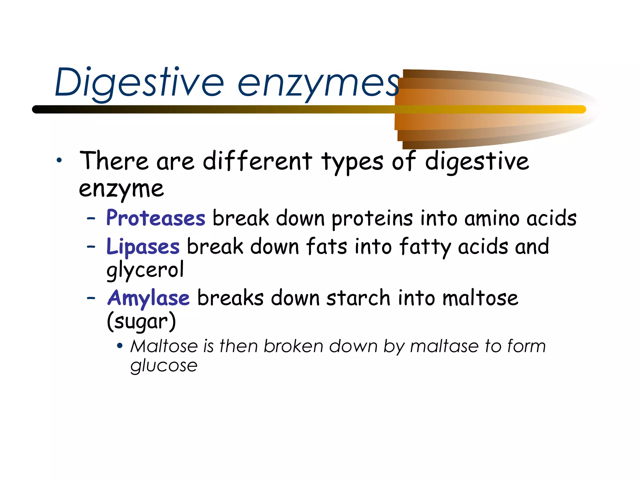 Digestive enzymes
• There are different types of digestive
enzyme

– Proteases break down proteins into amino acids
– Lipases break down fats into fatty acids and
glycerol
– Amylase breaks down starch into maltose
(sugar)
• Maltose is then broken down by maltase to form
glucose

 