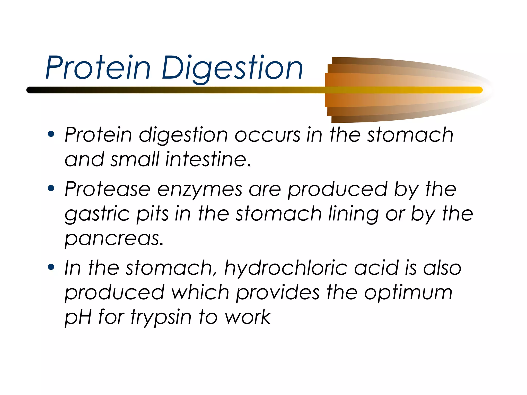 Protein Digestion
• Protein digestion occurs in the stomach
and small intestine.
• Protease enzymes are produced by the
gastric pits in the stomach lining or by the
pancreas.
• In the stomach, hydrochloric acid is also
produced which provides the optimum
pH for trypsin to work

 