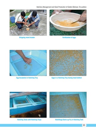 Hatching Methods Fish 12 Package of Practices_Breeding & Culture_Freshwater Fish Species ...