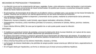 MECANISMO DE PROPAGACION Y TRANSMISION
• La infección ocurre por la contaminación del agua, vegetales, frutas u otros alimentos crudos mal lavados o mal cocinados
con quistes infecciosos provenientes de heces contaminadas. Es posible que moscas y cucarachas transporten quistes,
desde las heces hasta los alimentos.
• El principal foco de transmisión de la infección es el enfermo crónico o portador sano, que excreta con las heces formadas los
quistes, mientras que el enfermo con diarrea aguda elimina con las heces diarreicas los trofozoítos.
• Los artrópodos (insectos) facilitan la dispersión y transmisión de los quistes, mediante la contaminación de los alimentos.
Vías de entrada: Digestiva
• Reservorio: Humano (intestino), suelo húmedo, agua (aguas residuales), alimentos y fómites.
• Hospedadores: Humanos y otros mamíferos (primates no humanos y raramente en cánidos, felinos, porcinos, roedores,
bovinos)
• Dosis Infectiva Mínima (DIM): Se cree que la ingestión de un solo quiste puede causar la infección.
SINTOMAS
• A medida que aumenta el número de parásitos, provocan la destrucción de la mucosa intestinal, con ruptura de los vasos
sanguíneos y destrucción de las células caliciformes que almacenan el moco.
• El sistema inmunitario rechaza su presencia generando focos diseminados de inflamación del intestino. El resultado es la
mala absorción de agua y nutrientes de los alimentos (debida a la destrucción de las vellosidades de los enterocitos) con
diarrea sanguinolenta y con moco.
• Otros síntomas frecuentes son los dolores intestinales, náuseas y vómitos.
• La formación de úlceras intestinales y las pérdidas de sangre pueden causar anemia por déficit de hierro, especialmente en
las mujeres.
• En el hígado destruyen hepatocitos y se forma un absceso que al crecer provoca problemas hepáticos.
 