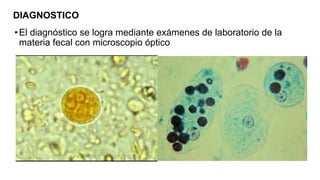 DIAGNOSTICO
•El diagnóstico se logra mediante exámenes de laboratorio de la
materia fecal con microscopio óptico
 