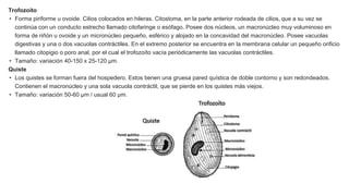 Trofozoíto
• Forma piriforme u ovoide. Cilios colocados en hileras. Citostoma, en la parte anterior rodeada de cilios, que a su vez se
continúa con un conducto estrecho llamado citofaringe o esófago. Posee dos núcleos, un macronúcleo muy voluminoso en
forma de riñón u ovoide y un micronúcleo pequeño, esférico y alojado en la concavidad del macronúcleo. Posee vacuolas
digestivas y una o dos vacuolas contráctiles. En el extremo posterior se encuentra en la membrana celular un pequeño orificio
llamado citopigio o poro anal, por el cual el trofozoíto vacía periódicamente las vacuolas contráctiles.
• Tamaño: variación 40-150 x 25-120 µm.
Quiste
• Los quistes se forman fuera del hospedero. Estos tienen una gruesa pared quística de doble contorno y son redondeados.
Contienen el macronúcleo y una sola vacuola contráctil, que se pierde en los quistes más viejos.
• Tamaño: variación 50-60 µm / usual 60 µm.
 