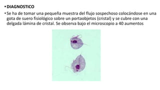•DIAGNOSTICO
•Se ha de tomar una pequeña muestra del flujo sospechoso colocándose en una
gota de suero fisiológico sobre un portaobjetos (cristal) y se cubre con una
delgada lámina de cristal. Se observa bajo el microscopio a 40 aumentos
 