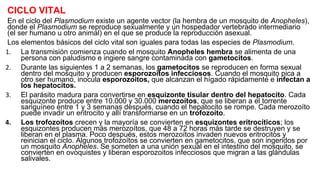 CICLO VITAL
En el ciclo del Plasmodium existe un agente vector (la hembra de un mosquito de Anopheles),
donde el Plasmodium se reproduce sexualmente y un hospedador vertebrado intermediario
(el ser humano u otro animal) en el que se produce la reproducción asexual.
Los elementos básicos del ciclo vital son iguales para todas las especies de Plasmodium.
1. La transmisión comienza cuando el mosquito Anopheles hembra se alimenta de una
persona con paludismo e ingiere sangre contaminada con gametocitos.
2. Durante las siguientes 1 a 2 semanas, los gametocitos se reproducen en forma sexual
dentro del mosquito y producen esporozoitos infecciosos. Cuando el mosquito pica a
otro ser humano, inocula esporozoitos, que alcanzan el hígado rápidamente e infectan a
los hepatocitos.
3. El parásito madura para convertirse en esquizonte tisular dentro del hepatocito. Cada
esquizonte produce entre 10.000 y 30.000 merozoítos, que se liberan a el torrente
sanguíneo entre 1 y 3 semanas después, cuando el hepatocito se rompe. Cada merozoíto
puede invadir un eritrocito y allí transformarse en un trofozoíto.
4. Los trofozoítos crecen y la mayoría se convierten en esquizontes eritrocíticos; los
esquizontes producen más merozoítos, que 48 a 72 horas más tarde se destruyen y se
liberan en el plasma. Poco después, estos merozoítos invaden nuevos eritrocitos y
reinician el ciclo. Algunos trofozoítos se convierten en gametocitos, que son ingeridos por
un mosquito Anopheles. Se someten a una unión sexual en el intestino del mosquito, se
convierten en ovoquistes y liberan esporozoitos infecciosos que migran a las glándulas
salivales.
 