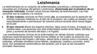 Leishmania
La leishmaniasis es un conjunto de enfermedades zoonóticas y antroponóticas
causadas por protozoos del género Leishmania, diseminada por la picadura de un
mosquito infectado. Existen varias formas distintas de leishmaniasis. Las más
comunes son la cutánea y la visceral.
1. El tipo cutáneo conocido en Perú como uta, se caracteriza por la aparición de
úlceras cutáneas indoloras en el sitio de la picadura, las cuales se pueden curar
espontáneamente o permanecer de manera crónica durante años causa llagas
en la piel
2. El tipo visceral afecta los órganos internos, tales como el bazo, el hígado y la
médula ósea. Las personas con esta enfermedad suelen tener fiebre, pérdida de
peso y aumento de tamaño del bazo y el hígado.
Las manifestaciones clínicas de la enfermedad van desde úlceras cutáneas que
cicatrizan espontáneamente, hasta formas fatales en las cuales se presenta una
inflamación grave del hígado y del bazo, afecta tanto a perros como a humanos. Sin
embargo, animales silvestres como liebres, zarigüeyas, coatíes y jurumíes, entre
otros, son portadores asintomáticos del parásito, por lo que se les considera
animales reservorios.
 