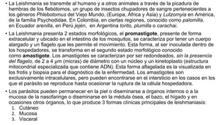 • La Leishmania se transmite al humano y a otros animales a través de la picadura de
hembras de los flebótomos, un grupo de insectos chupadores de sangre pertenecientes a
los géneros Phlebotomus del Viejo Mundo, (Europa, África y Asia) y Lutzomyia en América,
de la familia Psychodidae. En Colombia, en ciertas regiones, conocido como palomilla,
en Ecuador arenilla, en Perú jején, en Argentina torito, plumilla o carachai.
• La Leishmania presenta 2 estados morfológicos, el promastigote, presente de forma
extracelular y ubicado en el intestino de los mosquitos, se caracteriza por tener un cuerpo
alargado y un flagelo que les permite el movimiento. Esta forma, al ser inoculada dentro de
los hospedadores, se transforma en el segundo estado morfológico conocido
como amastigote. Los amastigotes se caracterizan por ser redondeados, sin la presencia
del flagelo, de 2 a 4 μm (micras) de diámetro con un núcleo y un kinetoplasto (estructura
mitocondrial especializada que contiene ADN). Esta forma aflagelada es la visualizada en
los frotis y biopsia para el diagnóstico de la enfermedad. Los amastigotes son
exclusivamente intracelulares, pero pueden encontrarse en el intersticio en los casos en los
que el parásito se reproduce hasta ocasionar la ruptura de la célula hospedadora.
• Los parásitos pueden permanecer en la piel o diseminarse a órganos internos o a la
mucosa de la nasofaringe o diseminarse en la médula ósea, el bazo, el hígado y en
ocasiones otros órganos, lo que produce 3 formas clínicas principales de leishmaniasis:
1. Cutáneo
2. Mucosa
3. Visceral
 