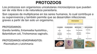 PROTOZOOS
Los protozoos son organismos unicelulares microscópicos que pueden
ser de vida libre o de naturaleza parasitaria.
Son capaces de multiplicarse en los seres humanos, lo cual contribuye a
su supervivencia y también permite que se desarrollen infecciones
graves a partir de tan solo un organismo.
PROTOZOARIOS:
Giardia lamblia, Entamoeba hystolitica ,
Balantidium coli, Trichomonas vaginalis.
PROTOZOARIOS HEMOPARASITOS:
Plasmodium y Leishmania
 