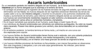 Ascaris lumbricoides
Es un nematodo parásito del intestino delgado del ser humano, se le llama también lombriz
intestinal por su forma alargada que lo asemeja a la lombriz de tierra.
• El contagio se produce por la ingestión de los huevos larvados de segundo estadio, que habían sido
eliminados con las heces; los huevos después de ser ingeridos eclosionan liberando las larvas las
cuales salen a la luz del intestino delgado y recorren la circulación y los pulmones (realizando dos
mudas y aumentando de tamaño), para retornar al intestino delgado donde se convierten en adultos.
Los huevos son enormemente resistentes respecto al calor extremo y la desecación, por lo que
pueden sobrevivir varios años en ambientes húmedos y templados.
• Es el mayor nematodo que parasita al ser humano, pues llega a medir hasta 35 cm.
• Los individuos de Ascaris lumbricoides son cilíndricos con extremos puntiagudos, Su color es rosado
claro-nacarado. Poseen tres labios gruesos (uno ventral y dos dorso-laterales) en su extremidad
anterior.
• En el extremo posterior, la hembra termina en forma recta, y el macho en una curva con
dos espículas para copular.
• Los huevos fértiles de Ascaris lumbricoides tienen forma oval o redonda, con una cubierta protectora
formada por tres capas (una interna vitelina, una media transparente y una externa
mamelonada-albuminoide) y en el interior una masa granular de donde se originará la larva.
• Los huevos infértiles provienen de hembras no fecundadas y son menos frecuentes en observarse.
Son más irregulares y alargados y con una sola capa generalmente. No infectan, pero tienen
importancia diagnóstica
 
