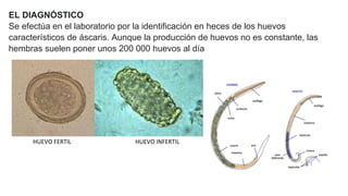 EL DIAGNÓSTICO
Se efectúa en el laboratorio por la identificación en heces de los huevos
característicos de áscaris. Aunque la producción de huevos no es constante, las
hembras suelen poner unos 200 000 huevos al día
HUEVO FERTIL HUEVO INFERTIL
 