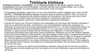 Trichiuris trichiura
Trichiuris trichiura o tricocéfalo,
es una especie parásita de nematodo, agente causal de
la parasitosis conocida como trichuriasis. Conocido también como gusano látigo, por su parte
anterior muy delgada y su parte posterior más ancha, como el mango.
• Son gusanos alargados, miden de 3 a 5 cm, con el extremo anterior delgado que ocupa 3/5 del
parásito. Presentan dimorfismo sexual; la hembra tiene el extremo posterior recto, la vulva se
encuentra en la intersección del extremo anterior con el posterior; los huevos que pone tienen
forma de limón; el macho tiene el extremo posterior en forma de espiral con
una espícula copulatriz, testículos, vasos eferentes y glándulas seminales.
• Cuando los huevos de Trichiuris trichiura son expulsados con las heces del individuo infectado y
caen en un ambiente húmedo, sombreado y con una temperatura adecuada, prosiguen su
evolución. El huevo dura en el suelo aproximadamente entre 10 - 14 días, durante este tiempo se
desarrolla dentro de él una larva (estadio larvario 1 o L1), que será la forma infectante de este
parásito, si estos huevos larvados (forma infectante) son ingeridos, a nivel del duodeno la
maquinaria enzimática hace que estos huevos eclosionen, liberando a la luz del intestino delgado
la larva de primer estadio (L1)del parásito, esta larva realiza varias mudas y progresivamente se va
formando el estadio adulto del parásito, cuyo hábitat definitivo será el ciego, en el ciego los adultos
de Trichiuris trichiura se adhieren a la mucosa introduciendo su parte anterior en ella, en esta
etapa las hembras posterior a la copula comienzan la oviposición luego de 60 a 70 días después
de la ingestión de los huevos, los cuales son arrastrados al exterior con las heces para comenzar
de nuevo otro ciclo.
• En el colon el macho y la hembra de tricocéfalo se aparean produciendo (la hembra) de 2000 a
10000 huevos no embrionados por día, los cuales aún no son infectantes, que son excretados en
las heces.
 