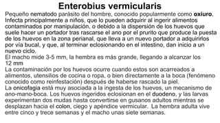 Enterobius vermicularis
Pequeño nematodo parásito del hombre, conocido popularmente como oxiuro,
Infecta principalmente a niños, que lo pueden adquirir al ingerir alimentos
contaminados por manipulación, o debido a la dispersión de los huevos que
suele hacer un portador tras rascarse el ano por el prurito que produce la puesta
de los huevos en la zona perianal, que lleva a un nuevo portador a adquirirlos
por vía bucal, y que, al terminar eclosionando en el intestino, dan inicio a un
nuevo ciclo.
El macho mide 3-5 mm, la hembra es más grande, llegando a alcanzar los
12 mm
La contaminación por los huevos ocurre cuando estos son acarreados a
alimentos, utensilios de cocina o ropa, o bien directamente a la boca (fenómeno
conocido como reinfestación) después de haberse rascado la piel.
La onicofagia está muy asociada a la ingesta de los huevos, un mecanismo de
ano-mano-boca. Los huevos ingeridos eclosionan en el duodeno, y las larvas
experimentan dos mudas hasta convertirse en gusanos adultos mientras se
desplazan hacia el colon, ciego y apéndice vermicular. La hembra adulta vive
entre cinco y trece semanas y el macho unas siete semanas.
 