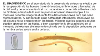 EL DIAGNÓSTICO en el laboratorio de la presencia de oxiuros se efectúa por
la recuperación de los huevos (no embrionados, embrionados o larvados) de
la piel anal y perianal mediante el uso de la técnica de la cinta adhesiva (cinta
de Graham) a través de la cual se pueden observar al microscopio. Las
muestras deberán recogerse durante tres días consecutivos para que sean
representativas. Al contrario de otros nemátodos intestinales, los huevos de
los oxiuros no se encuentran en las heces, mientras que los gusanos adultos
pueden aparecer en las heces, o bien aparecer en la cinta adhesiva en el
momento del examen si el momento coincide con la deposición de huevos de
la hembra en las zonas anal y perianal.
 
