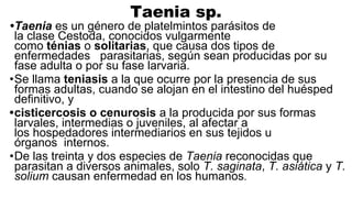 Taenia sp.
•Taenia es un género de platelmintos parásitos de
la clase Cestoda, conocidos vulgarmente
como ténias o solitarias, que causa dos tipos de
enfermedades parasitarias, según sean producidas por su
fase adulta o por su fase larvaria.
•Se llama teniasis a la que ocurre por la presencia de sus
formas adultas, cuando se alojan en el intestino del huésped
definitivo, y
•cisticercosis o cenurosis a la producida por sus formas
larvales, intermedias o juveniles, al afectar a
los hospedadores intermediarios en sus tejidos u
órganos internos.
•De las treinta y dos especies de Taenia reconocidas que
parasitan a diversos animales, solo T. saginata, T. asiática y T.
solium causan enfermedad en los humanos.
 