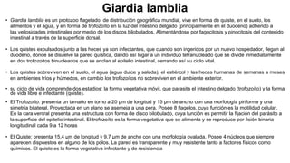 Giardia lamblia
• Giardia lamblia es un protozoo flagelado, de distribución geográfica mundial, vive en forma de quiste, en el suelo, los
alimentos y el agua, y en forma de trofozoíto en la luz del intestino delgado (principalmente en el duodeno) adherido a
las vellosidades intestinales por medio de los discos bilobulados. Alimentándose por fagocitosis y pinocitosis del contenido
intestinal a través de la superficie dorsal.
• Los quistes expulsados junto a las heces ya son infectantes, que cuando son ingeridos por un nuevo hospedador, llegan al
duodeno, donde se disuelve la pared quística, dando así lugar a un individuo tetranucleado que se divide inmediatamente
en dos trofozoitos binucleados que se anclan al epitelio intestinal, cerrando así su ciclo vital.
• Los quistes sobreviven en el suelo, el agua (agua dulce y salada), el estiércol y las heces humanas de semanas a meses
en ambientes fríos y húmedos, en cambio los trofozoítos no sobreviven en el ambiente exterior.
• su ciclo de vida comprende dos estadios: la forma vegetativa móvil, que parasita el intestino delgado (trofozoíto) y la forma
de vida libre e infectante (quiste).
• El Trofozoíto: presenta un tamaño en torno a 20 μm de longitud y 15 μm de ancho con una morfología piriforme y una
simetría bilateral. Proyectada en un plano se asemeja a una pera. Posee 8 flagelos, cuya función es la motilidad celular.
En la cara ventral presenta una estructura con forma de disco bilobulado, cuya función es permitir la fijación del parásito a
la superficie del epitelio intestinal. El trofozoíto es la forma vegetativa que se alimenta y se reproduce por fisión binaria
longitudinal cada 9 a 12 horas
• El Quiste: presenta 15,4 μm de longitud y 9,7 μm de ancho con una morfología ovalada. Posee 4 núcleos que siempre
aparecen dispuestos en alguno de los polos. La pared es transparente y muy resistente tanto a factores físicos como
químicos. El quiste es la forma vegetativa infectante y de resistencia
 