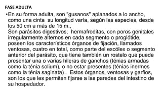 FASE ADULTA
•En su forma adulta, son "gusanos" aplanados a lo ancho,
como una cinta su longitud varía, según las especies, desde
los 50 cm a más de 15 m.,
Son parásitos digestivos, hermafroditas, con poros genitales
irregularmente alternos en cada segmento o proglótide,
poseen los característicos órganos de fijación, llamados
ventosas, cuatro en total, como parte del escólex o segmento
anterior del parásito, que tiene también un rostelo que puede
presentar una o varias hileras de ganchos (ténias armadas
como la ténia solium), o no estar presentes (ténias inermes
como la ténia saginata) . Estos órganos, ventosas y garfios,
son los que les permiten fijarse a las paredes del intestino de
su hospedador.
 